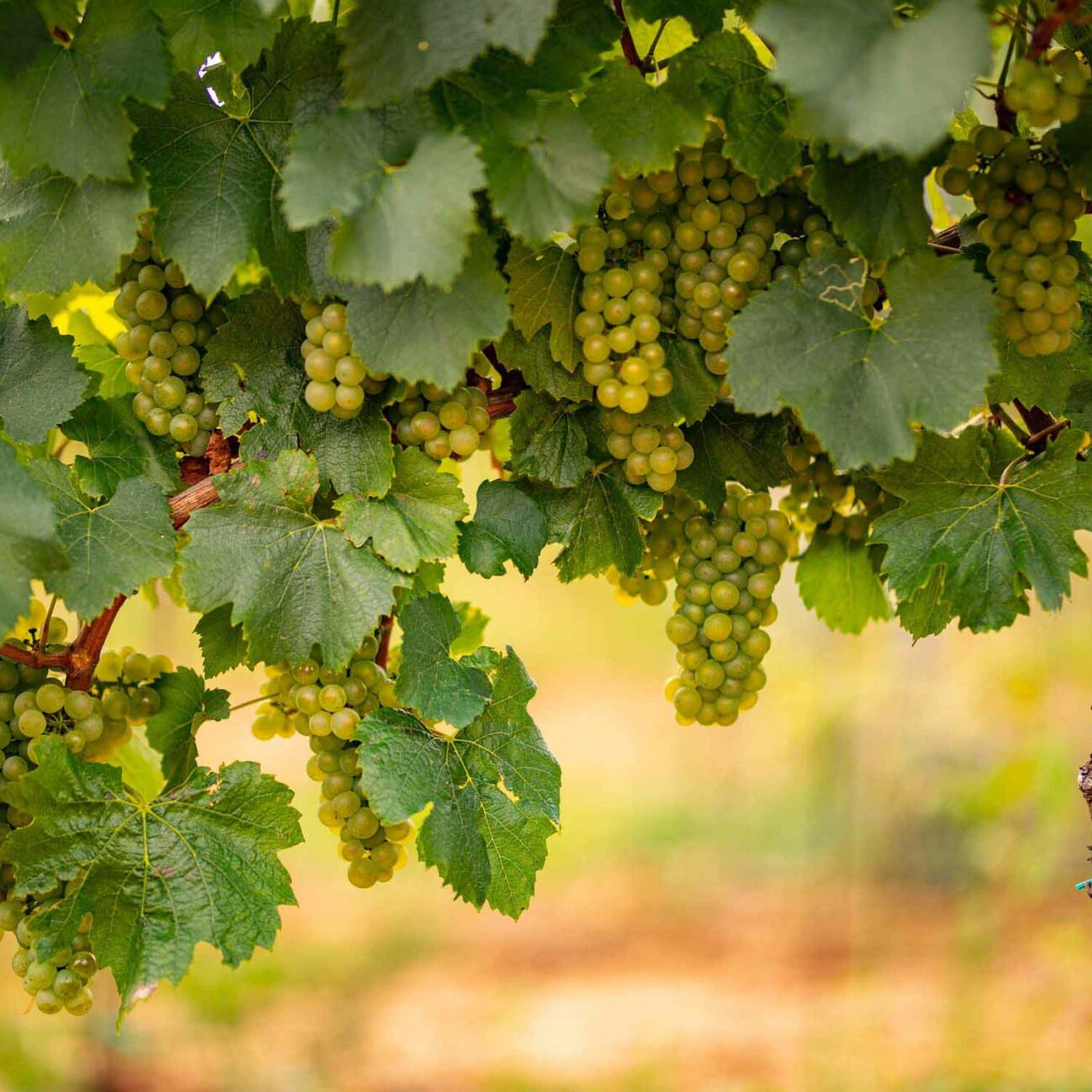 Courtage assurances viticoles et multirisques agricoles - EMBROISE ASSURANCES